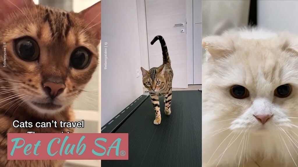 The Funniest And Most Hilarious Cat Videos Ever Funny Cat Compilation