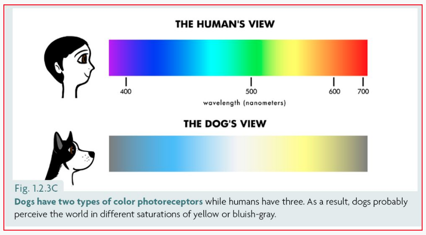 Are dogs colour blind? How dogs see colour - BC SPCA