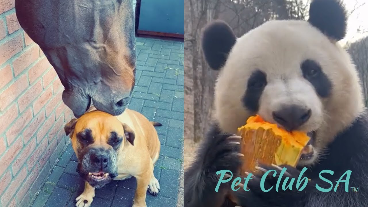 Funny Animal Videos Try Not To Laugh | Pet Club SA | 0029 - Made with  Shotcut - Shotcut Forum