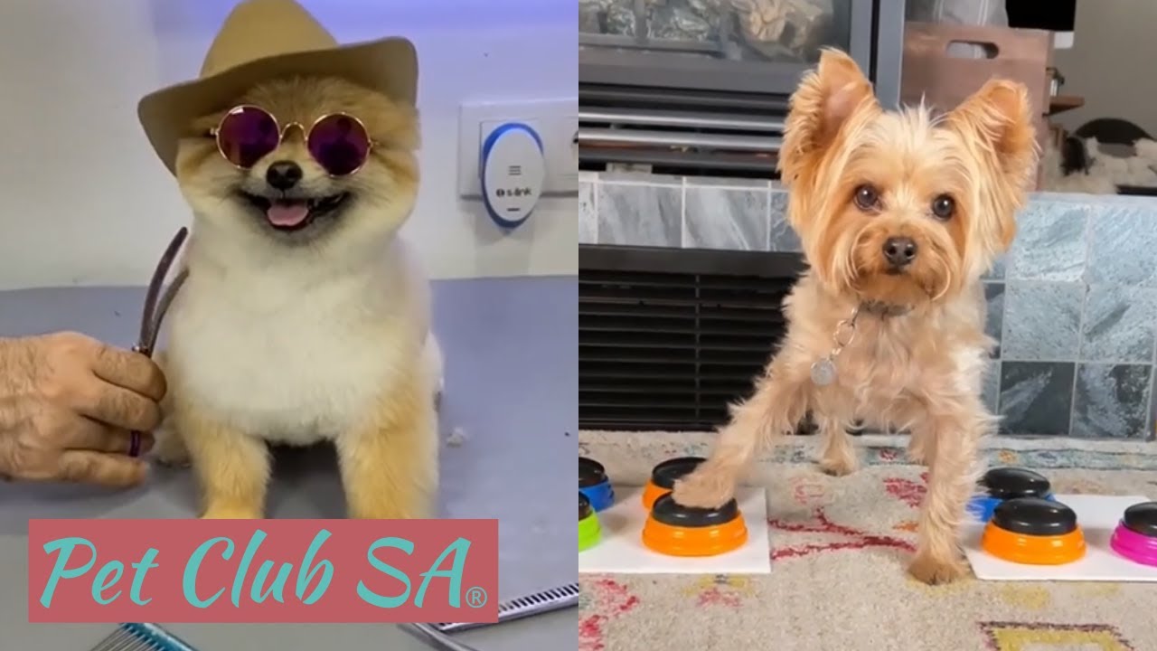 Cute and Funny Dogs of TikTok Video Compilation - Made with Shotcut -  Shotcut Forum