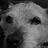 Steven_Whiting
